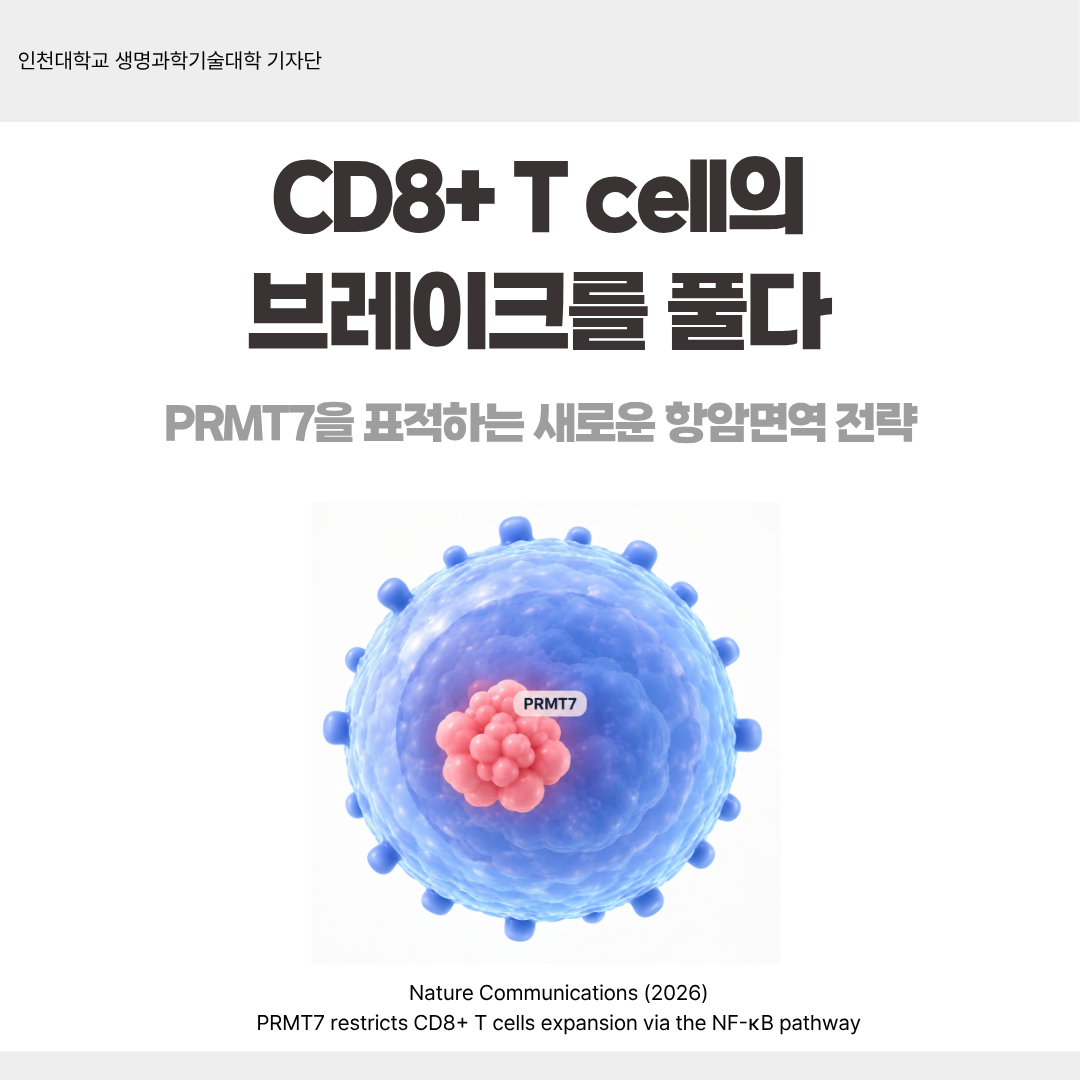 CD8+ T cell의 브레이크를 풀다 대표이미지